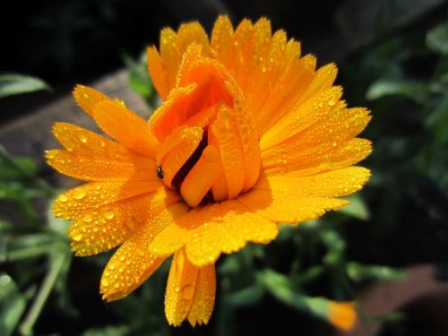 Marigold with raindrops